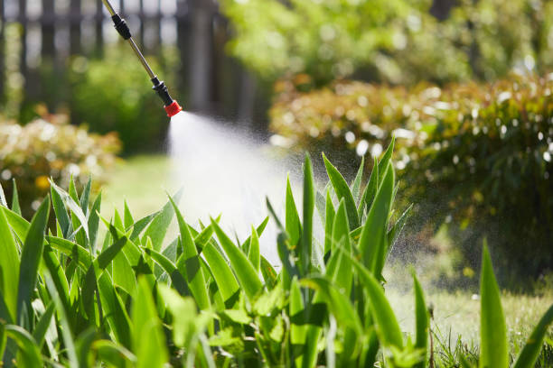 24/7 Emergency Termite Control experts in Dundee, OR